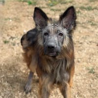Volcan CAA15696, chien à adopter