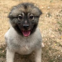 Thor CAA15725, chien à adopter