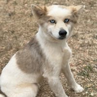 Rimario CAA15706, chien à adopter