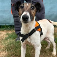 RUBY, chienne à adopter