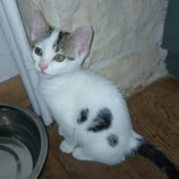 BRIANA chez Anne, chatte à adopter