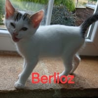 BERLIOZ chez Anne, chat à adopter