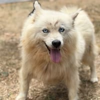 Praline CAA15709, chienne à adopter