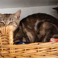 BISCOTTE, chatte à adopter