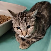 TONNERRE, chatte à adopter