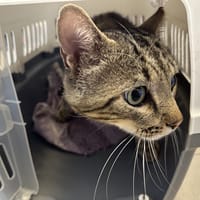QUIVER, chat à adopter