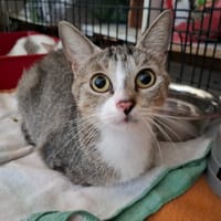 CASSIE, chatte à adopter