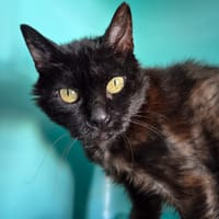 francine, chatte à adopter