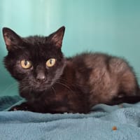 francine, chatte à adopter
