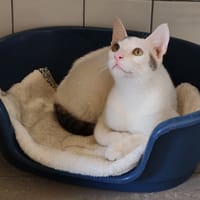 BEETLE, chat à adopter