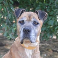 LOOKI CHAO, chien à adopter