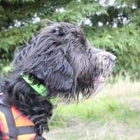 MALONE, chien à adopter