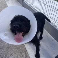 ELMER, chien à adopter