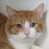 CARAMELO, chat à adopter