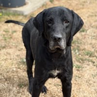 Masor CAA15695, chien à adopter