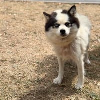 Milka CAA15710, chienne à adopter