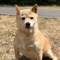 Joyce CAA15718, chienne à adopter