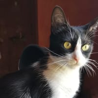 CHATOUNE, chatte à adopter