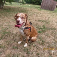 EDISON, chien à adopter