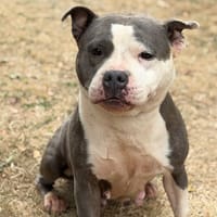 Rimka CAA15712, chienne à adopter