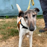 NIKY en SOS, chienne à adopter