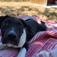 FALBALA, chienne à adopter