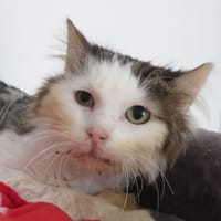 BALOO, chat à adopter