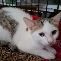 AROS, chat à adopter
