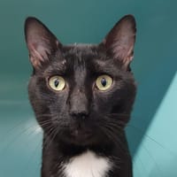 Condor, chat à adopter