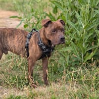 DIABOLO VAA, chien à adopter