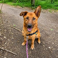 NOUGAT (OAA20050), chien à adopter