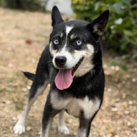 Mina CAA15707, chienne à adopter