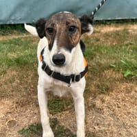 TARA, chienne à adopter
