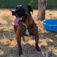 MAURICE, chien à adopter