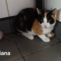 Tiana, chatte à adopter