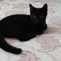 COSMO, chat à adopter