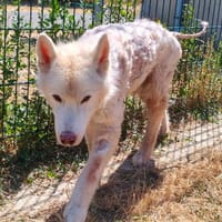 LECKY, chien à adopter