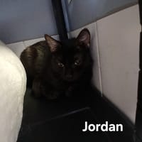 JORDAN, chat à adopter