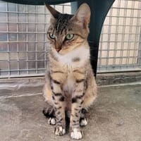 MASHA, chatte à adopter