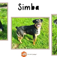 SILKA, chien à adopter