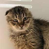 ZAPETT, chat à adopter