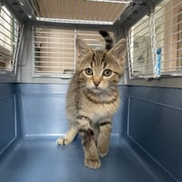 VAYA, chatte à adopter