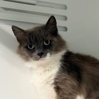 TAHIRI (FIV+), chatte à adopter