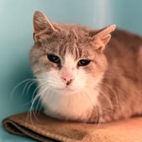 TILDE, chat à adopter