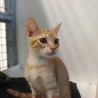 PRIK, chat à adopter