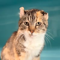 SHEENA, chatte à adopter