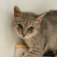 ELIVE, chat à adopter