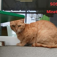 Minette, chatte à adopter
