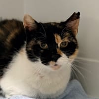 HAMSA, chatte à adopter