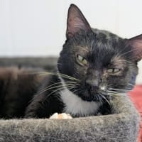 Gustave, chat à adopter
